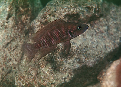Neolamprologus savoryi 'Magara'